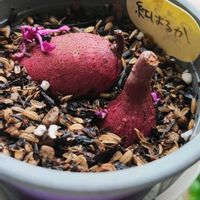 紅はるか,サツマイモ,家庭菜園の画像