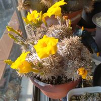 パキポディウム・グラキリス,恵比寿笑い,パキポディウム属,やまさんちの恵比寿笑い２号開花記録の画像