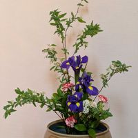 カーネーション,コデマリ,ポトス,アイリス,スプレーカーネーションの画像