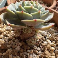 サンライズマム,ティッピー,グリーンアバロニ,出窓,セダム属の画像