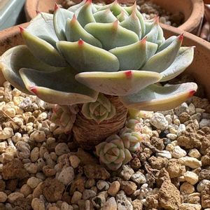 サンライズマム,ティッピー,グリーンアバロニ,出窓,セダム属の画像