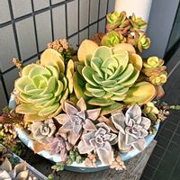 多肉植物,普及種,多肉寄せ植え,多肉紅葉,多肉女子の画像