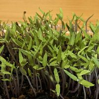 ミニトマトの画像