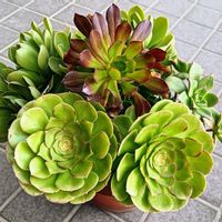 レモネード,アエオニウム属ハロウィン,多肉植物,多肉寄せ植え,多肉紅葉の画像