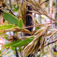 スイセン,水仙,黒竹,クロチク,黒竹の花の画像