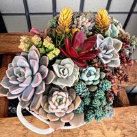 多肉植物,普及種,多肉寄せ植え,多肉紅葉,多肉女子の画像