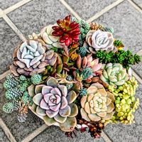 多肉植物,普及種,多肉寄せ植え,多肉紅葉,多肉女子の画像