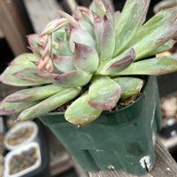 星美人,桃太郎,相府連,ファイヤーピラー.,ムッチリぷくぷくの日の画像