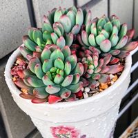 ブルーエルフ,多肉植物,多肉紅葉,多肉女子,おうち園芸の画像