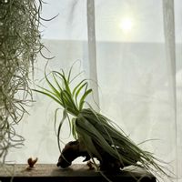 チランジア,ウスネオイデス,ブラキカウロス,スパニッシュモス,ガルドネリの画像