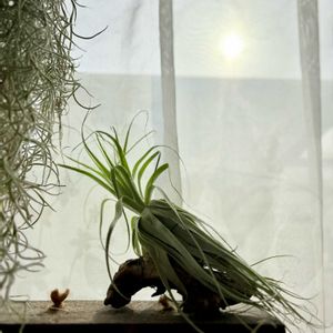 チランジア,ウスネオイデス,ブラキカウロス,スパニッシュモス,ガルドネリの画像