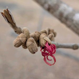 アカバナマンサク,公園,散策,植栽,胸キュンの画像