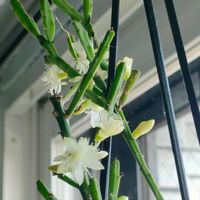 リプサリス,リプサリス,リプサリス エワルディアナ,観葉植物,リプサリス属の画像