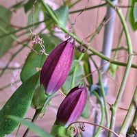 バイモ,向日葵,虹,蕾.,ムーラン・ルージュの画像