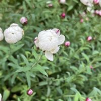 キンギョソウ,シクラメン,ハナカンザシ,プリムラ,プリムラ　ジュリアンの画像