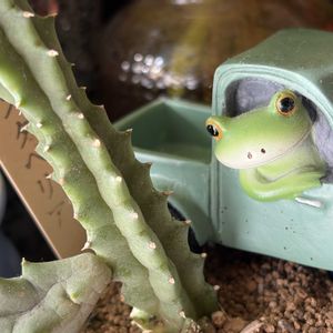 スタペリア,ビオラ,ビカクシダ,七宝樹,カエルの画像