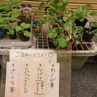 お裾分けの野菜,お裾分けの花,おうちde菜園,家庭菜園の画像