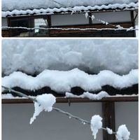 カランコエ,葉牡丹,ダイコン,ダイコン,花手水*の画像