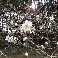 甘夏,南高梅,ふきのとう,無農薬,畑の片隅の画像