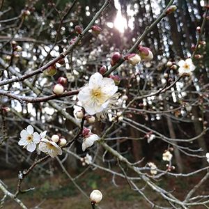 甘夏,南高梅,ふきのとう,無農薬,畑の片隅の画像