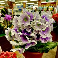 ヒアシンス,ヒアシンス,プリムラオブコニカ,プリムラオブコニカ,ホームセンターの画像