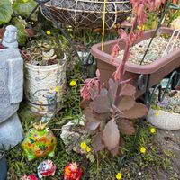 多肉植物,多肉女子,6日はカエルの日,金曜日の蕾たち,GSミニモニ。No.17の画像