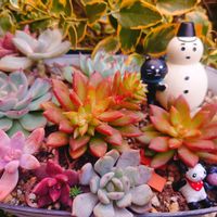 多肉寄せ植え,可愛い〜♡,屋上ガーデン,花のある暮らし,アガベ属の画像