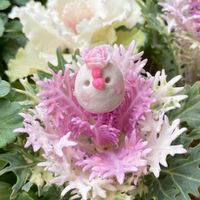 ハボタン,葉牡丹,葉牡丹 フェザーホワイト,葉牡丹　ラッフルバニラ,葉牡丹ラッフルバニラ＆ﾌｪｻﾞｰﾎﾜｲﾄの画像