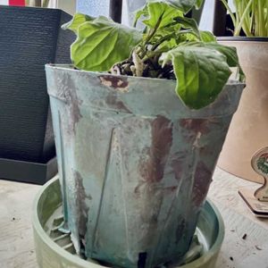 カラテア・ビューティースター,ミニガーベラ,リメイク鉢,DAISO,スリット鉢の画像