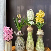 ヒヤシンス,ヒヤシンス,ピンク,ピンクの花,見守り隊の画像