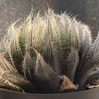 ハオルチア,ハオルチアCR-1,ハオルチアCR-1,ベヌスタ×ビオラセア,ベヌスタ×ビオラセアの画像