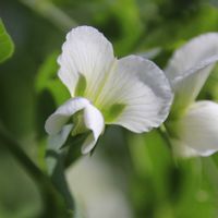 スナップエンドウ,白い花びらの画像