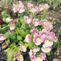 ネメシア,寄せ植え,小さな花壇,ガーデニング初心者,小さな庭の画像