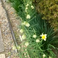 クロユリ,バイモ,フリチラリア　インペリアリス,旅の途中,今日のお花の画像