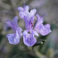 ローズマリー,ハーブ,花壇,青い花,青空の画像