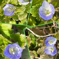 オオイヌノフグリ,フキノトウ（蕗の薹）,シバザクラ（芝桜）,花が好き,楽しみの画像