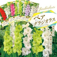 グラジオラス,カネコ種苗,カネコ種苗株式会社,家庭菜園の画像