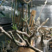 グラキリスの画像