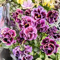 ハボタン,パンジー,パンジー,アイビー,ガーデンシクラメンの画像