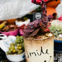 胡蝶蘭,ホヤ レツーサ,オステオスペルマム・サニーフィリップ,リコ,胡蝶蘭（こちょうらん）の画像