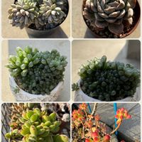 オブツーサ,乙女心,熊童子,多肉植物いろいろ,名無しさんの画像