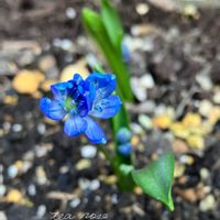 シラー,シラーシベリカ,富士山,ガーデニング,球根植物の画像