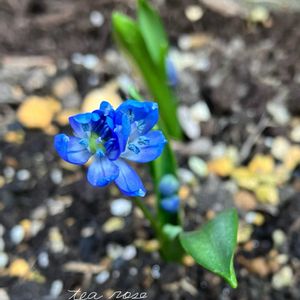 シラー,シラーシベリカ,富士山,ガーデニング,球根植物の画像