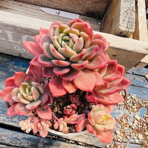 可愛い多肉ちゃん❤︎,多肉棚,キュンキュン♡,元気いっぱい♡,可愛い紅葉♡の画像