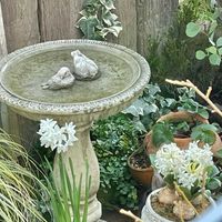 ヒヤシンス,ヒヤシンス,アイビー,スイセン ペーパーホワイト,スイセン ペーパーホワイトの画像