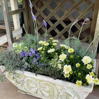 クローバー,タイム,アロマティカス,レースラベンダー,オステオスペルマムの画像