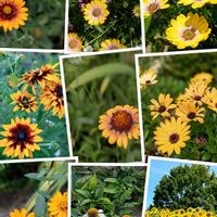 エキナセア,ヒマワリ,ヒマワリ,思い出,風景の画像