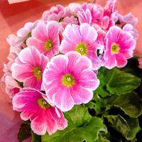 シクラメン,プリムラ,ベゴニア,ヘデラ,ガーデンシクラメンの画像