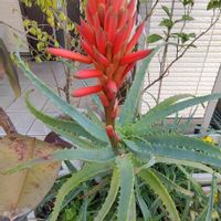 アロエ,鉢植え,ガーデニング,散策,植え込みの画像