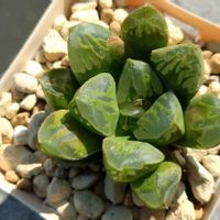 ハオルチア,ゴールドドラゴン,緑焔,ハオルチア 緑焔,エケベリア属の画像